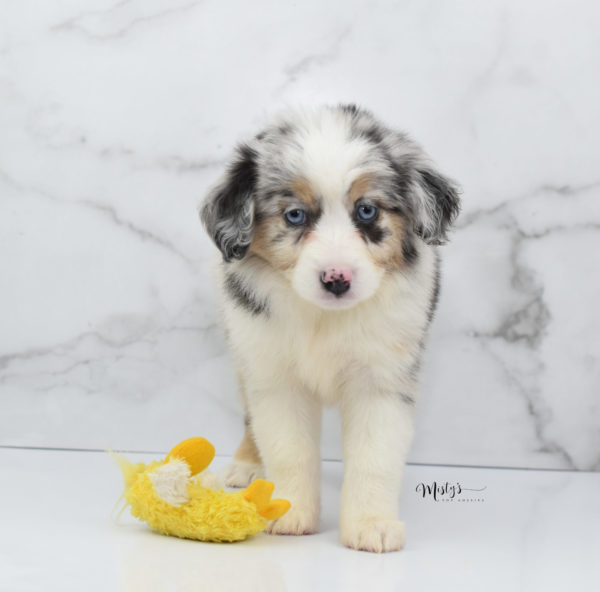 Mini / Toy Australian Shepherd Puppy Glacia