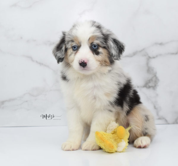 Mini / Toy Australian Shepherd Puppy Glacia