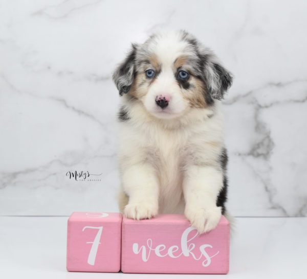 Mini / Toy Australian Shepherd Puppy Glacia