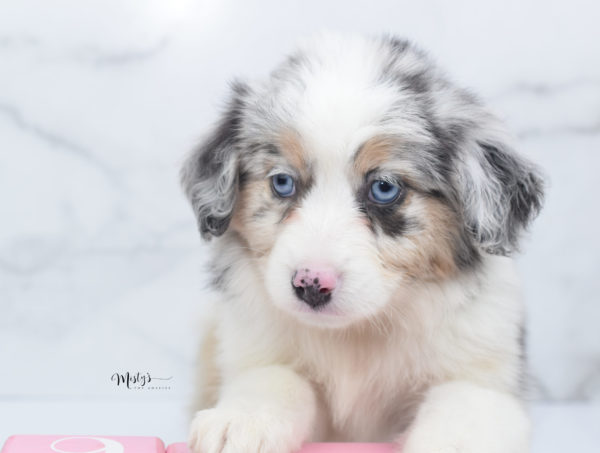 Mini / Toy Australian Shepherd Puppy Glacia