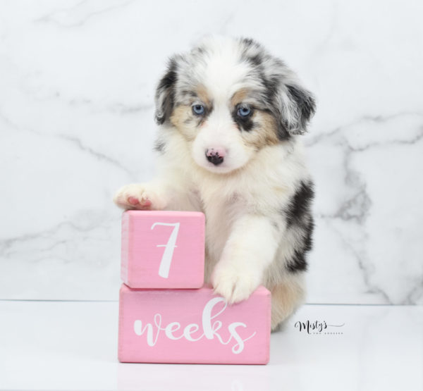 Mini / Toy Australian Shepherd Puppy Glacia