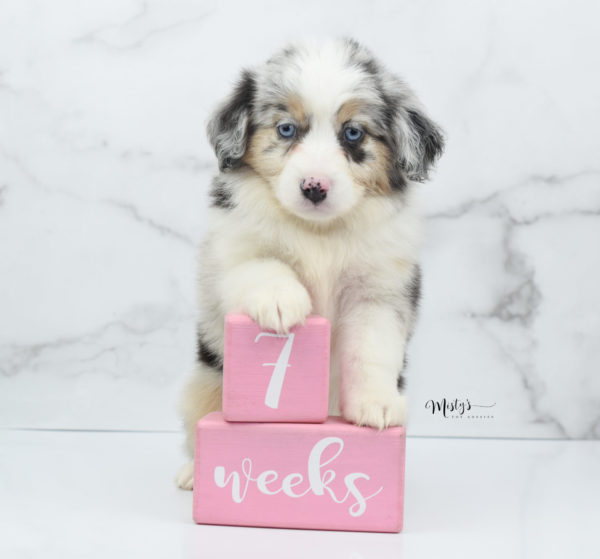 Mini / Toy Australian Shepherd Puppy Glacia