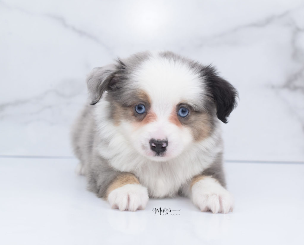 Puppy Nursery  Misty's Toy Aussies