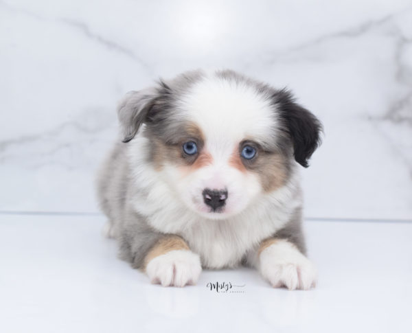 Mini / Toy Australian Shepherd Puppy Indigo