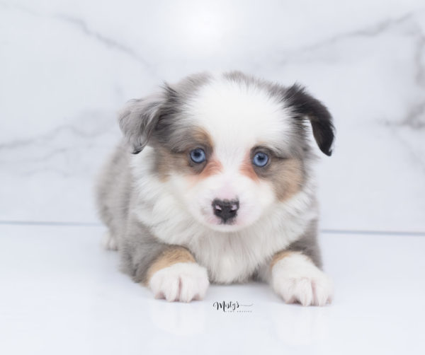 Mini / Toy Australian Shepherd Puppy Indigo