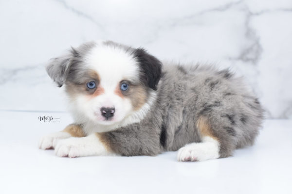 Mini / Toy Australian Shepherd Puppy Indigo