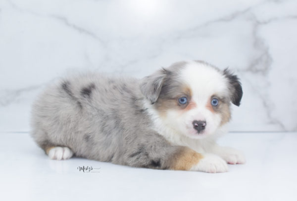 Mini / Toy Australian Shepherd Puppy Indigo