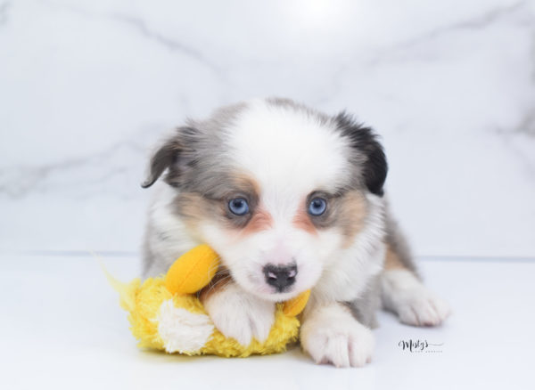 Mini / Toy Australian Shepherd Puppy Indigo