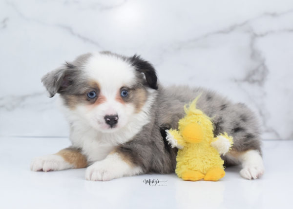 Mini / Toy Australian Shepherd Puppy Indigo