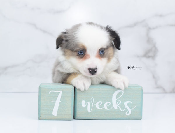 Mini / Toy Australian Shepherd Puppy Indigo