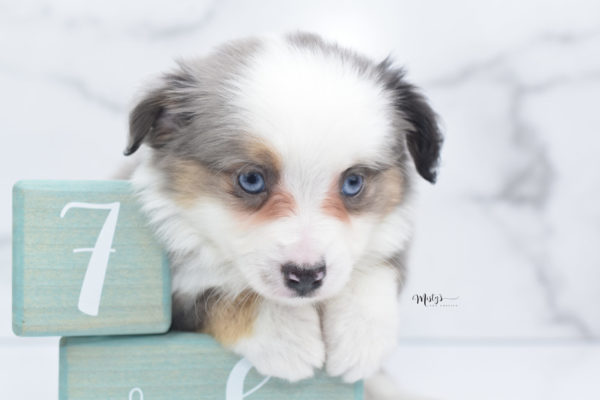 Mini / Toy Australian Shepherd Puppy Indigo