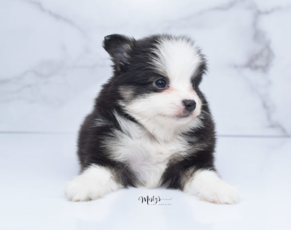 Mini / Toy Australian Shepherd Puppy Jesper