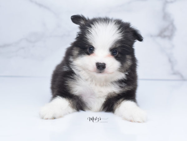 Mini / Toy Australian Shepherd Puppy Jesper