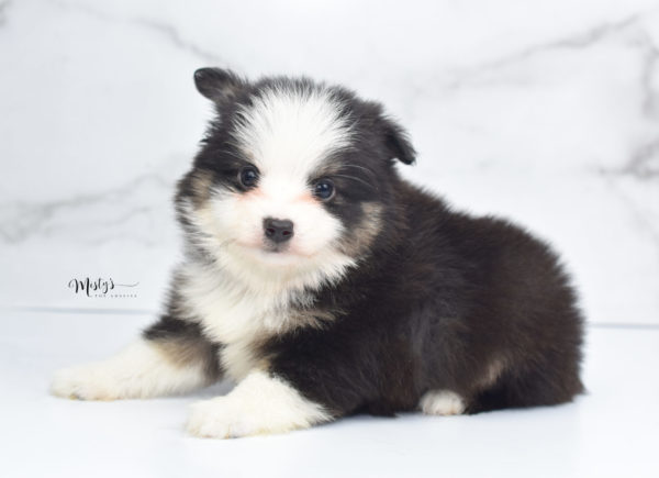 Mini / Toy Australian Shepherd Puppy Jesper