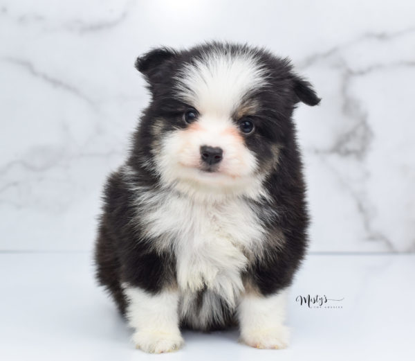 Mini / Toy Australian Shepherd Puppy Jesper