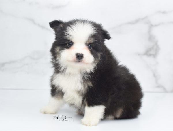 Mini / Toy Australian Shepherd Puppy Jesper