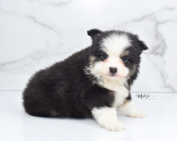 Mini / Toy Australian Shepherd Puppy Jesper