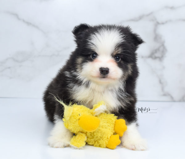 Mini / Toy Australian Shepherd Puppy Jesper