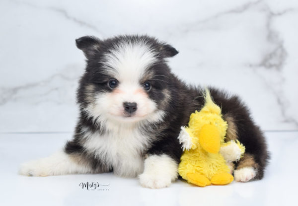 Mini / Toy Australian Shepherd Puppy Jesper
