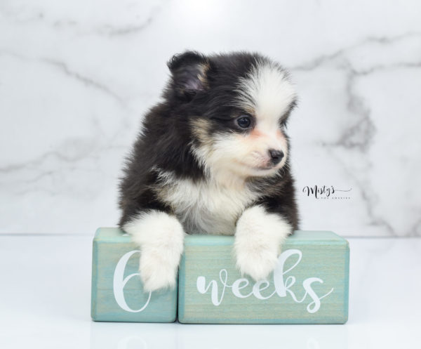 Mini / Toy Australian Shepherd Puppy Jesper