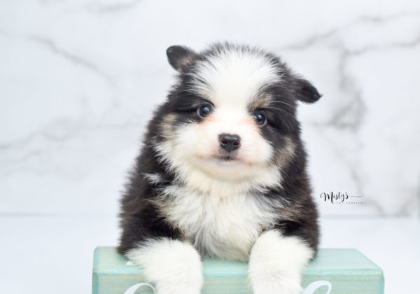 Mini / Toy Australian Shepherd Puppy Jesper