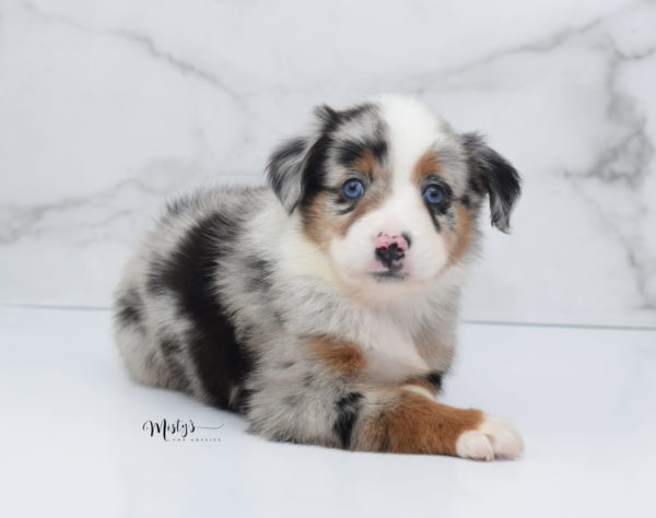 Mini / Toy Australian Shepherd Puppy Marnie