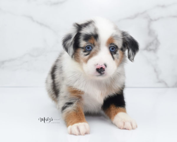 Mini / Toy Australian Shepherd Puppy Marnie