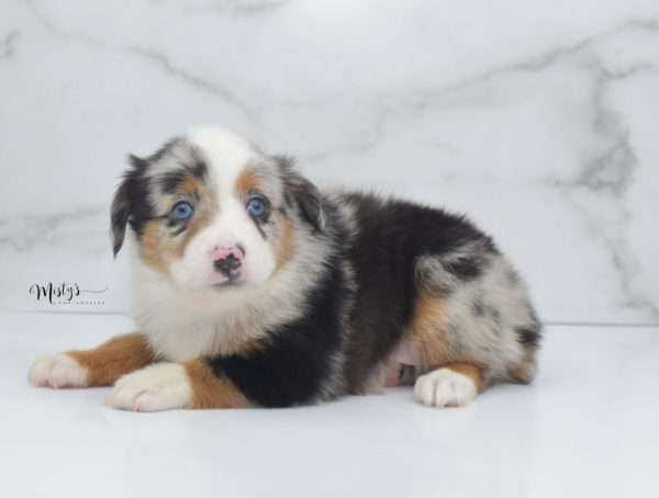 Mini / Toy Australian Shepherd Puppy Marnie