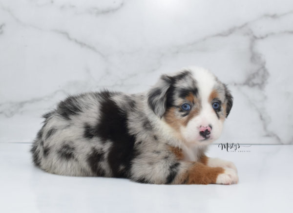 Mini / Toy Australian Shepherd Puppy Marnie