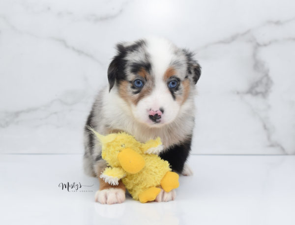 Mini / Toy Australian Shepherd Puppy Marnie
