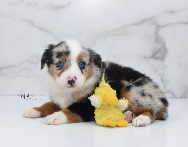 Mini / Toy Australian Shepherd Puppy Marnie