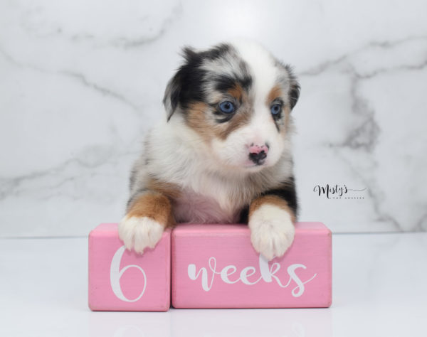 Mini / Toy Australian Shepherd Puppy Marnie