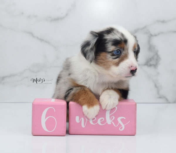 Mini / Toy Australian Shepherd Puppy Marnie