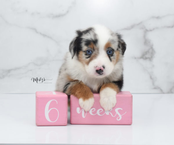 Mini / Toy Australian Shepherd Puppy Marnie