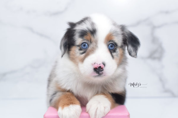 Mini / Toy Australian Shepherd Puppy Marnie