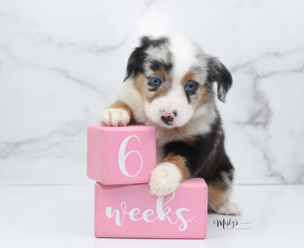 Mini / Toy Australian Shepherd Puppy Marnie