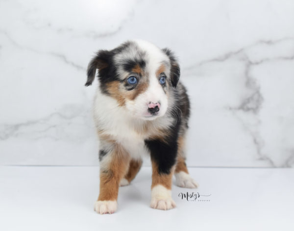 Mini / Toy Australian Shepherd Puppy Marnie