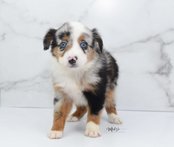 Mini / Toy Australian Shepherd Puppy Marnie