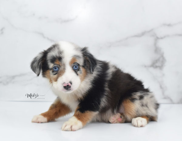 Mini / Toy Australian Shepherd Puppy Marnie