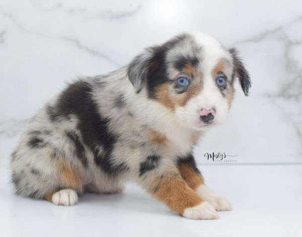 Mini / Toy Australian Shepherd Puppy Marnie