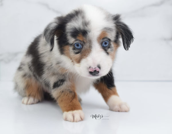 Mini / Toy Australian Shepherd Puppy Marnie