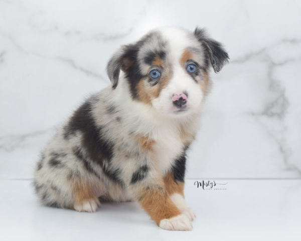 Mini / Toy Australian Shepherd Puppy Marnie