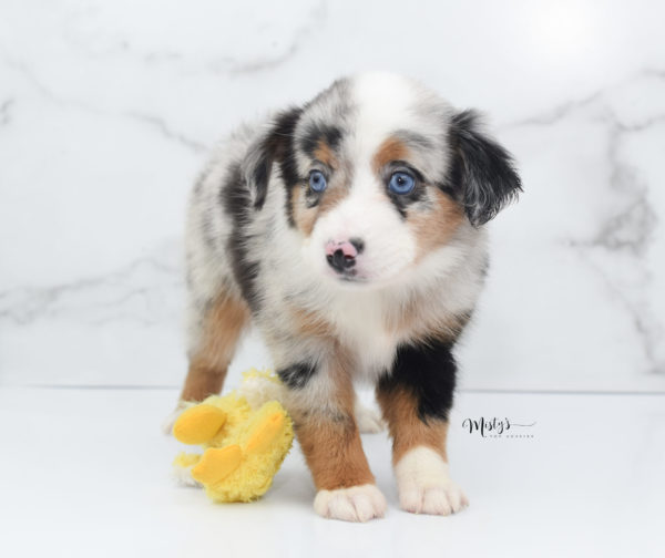 Mini / Toy Australian Shepherd Puppy Marnie