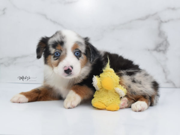 Mini / Toy Australian Shepherd Puppy Marnie