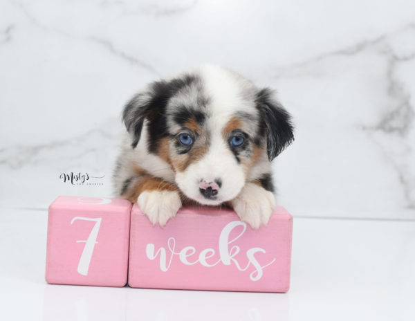 Mini / Toy Australian Shepherd Puppy Marnie