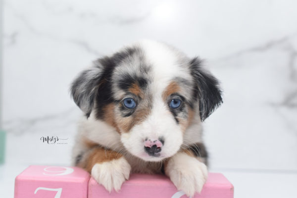 Mini / Toy Australian Shepherd Puppy Marnie