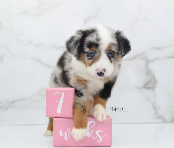 Mini / Toy Australian Shepherd Puppy Marnie