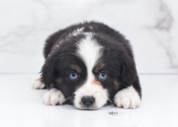 Mini / Toy Australian Shepherd Puppy Monty