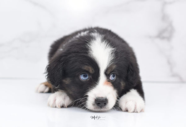 Mini / Toy Australian Shepherd Puppy Monty