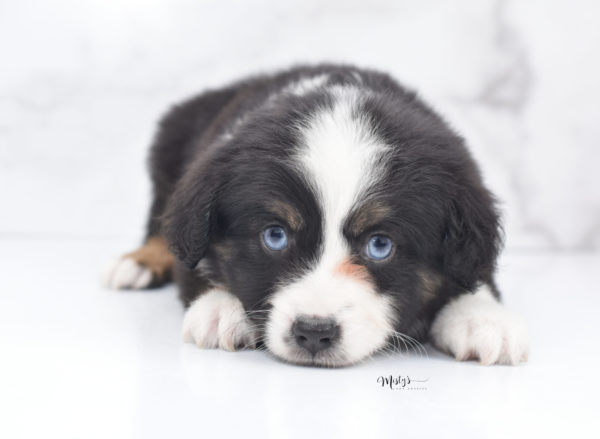 Mini / Toy Australian Shepherd Puppy Monty